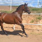 Gerda