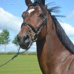 Gerda
