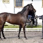 Chmurna<br /><i>SK Racot, Wiosenny Przegląd Hodowlany 27 kwietnia 2017</i>