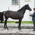 Chmurna<br /><i>Przegląd Hodowlany 10.2019</i>