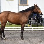 Rabata<br /><i>SK Racot, Wiosenny Przegląd Hodowlany 27 kwietnia 2017</i>