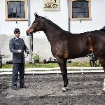 Czarna Perła<br />&copy; J.Ł.<br /><i>Wiosenny Przegląd Hodowlany w SK Racot 27 kwietnia 2018</i>