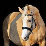Libena<br />&copy; @Palomino & Cremello Jaskulscy