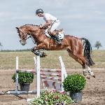 Ametyst M - Baborówko Horse Sale Show 2018<br />&copy; M&R Photo