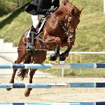H-Canterino