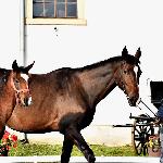 Dedykacja<br /><i>Racot, 2016</i>