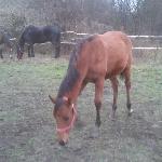Jeżyna