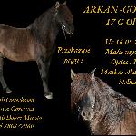 Arkan-Goran<br />&copy; Fotografia koni Beata Gan