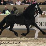 Alke 468 ex Alke van 't Kempke