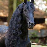 Maurus 441 ex Oepke Gestuet Friesenwiese