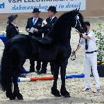 Thorben 466 ex Thys fan Fjildsicht