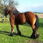 Tatar