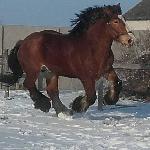 Tatar