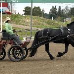 Auke