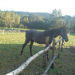 Generał