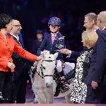 Jary - Cavaliada Future - Torwar 2015r.<br />&copy; Ewa Imielska-Hebda