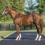 California Chrome
