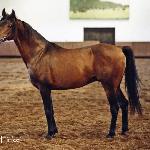 Arccus