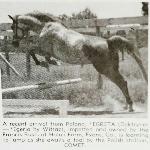 Egreta