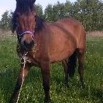 Lipka - Lipcia w wieku prawie 3 lat :D<br /><i>Wiosna 2014</i>