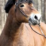 Biesal
