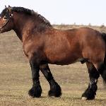Biesal