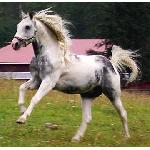 JJ Big Sky SWE ex JJ Big Sky