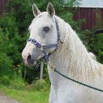 JJ Big Sky SWE ex JJ Big Sky