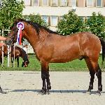 Prymus - Topolczanki 3-4 września 2016<br />&copy; Paulina Peckiel www.peckiel.pl
