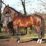 Duke of Hearts