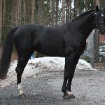 Pin Rock's Black Velvet<br />&copy; Hippos / Pirje Paananen