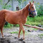 Wanilia
