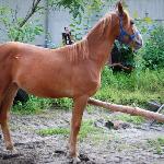Wanilia