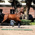 Izyda<br /><i>Sieraków, 15 lipca 2017</i>