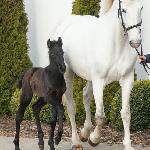Calida - 2024<br /><i>https://www.ehorses.pl/kon-westfalski-ogier-zrebaki-ciemnogniada-konie-skokowe-konie-wkkw-wysin/4008655.html</i>