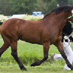 Symphatil Hazy Becks