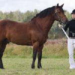 Symphatil Hazy Becks