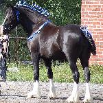 Highland Beyonce