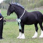 Highland Beyonce