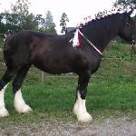 Hillmoor Debra