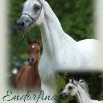Endorfina