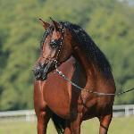 Basira<br />&copy; Arabian Horses For Sale