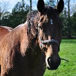 Tendresse van het Ryethof