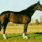 Angard GER ex. Angard