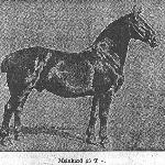 Meinhard II