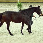 Wanga<br />&copy; fb SK Racot<br /><i>ZT Łąck, grudzień 2017</i>