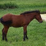 Amorek<br />&copy; belweder