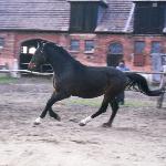 Florek