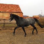 Korson