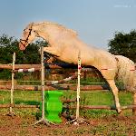 Tennessee - 3latka<br />&copy; @Palomino & Cremello Jaskulscy